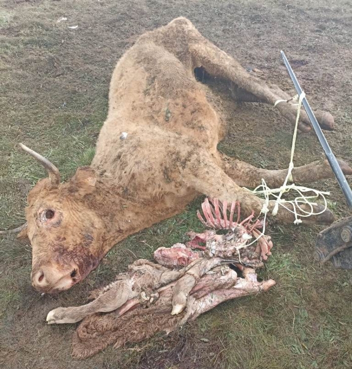 Los buitres acaban con una vaca y un ternero en una explotaci&oacute;n de Martiago